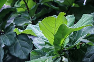 Ficus Pandurata, un árbol que se adapta perfectamente a la vida en interior y es generoso con los despistes