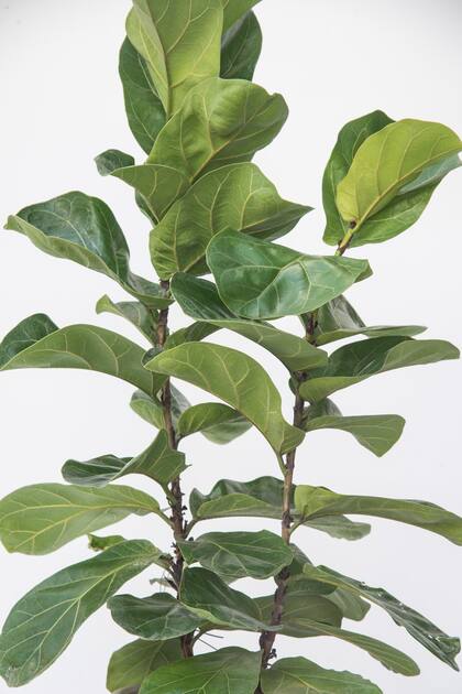 Ficus Pandurata, un árbol que se adapta perfectamente a la vida en interior y es generoso con los despistes