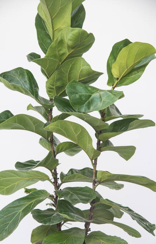 Ficus Pandurata, un árbol que se adapta perfectamente a la vida en interior y es generoso con los despistes