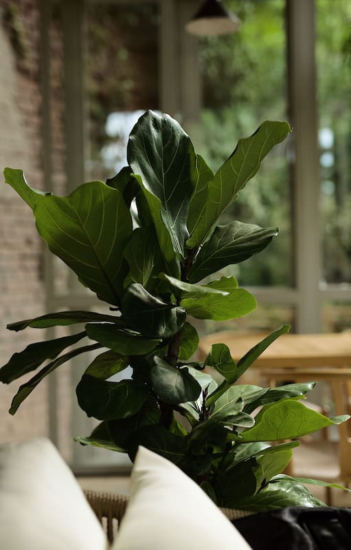 Ficus pandurata, una de las plantas preferidas por las revistas de decoración de interiores
