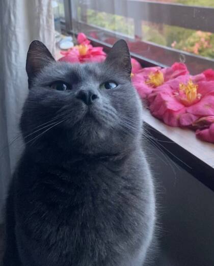 Fiddy es conocida en las redes como la gata de las flores.