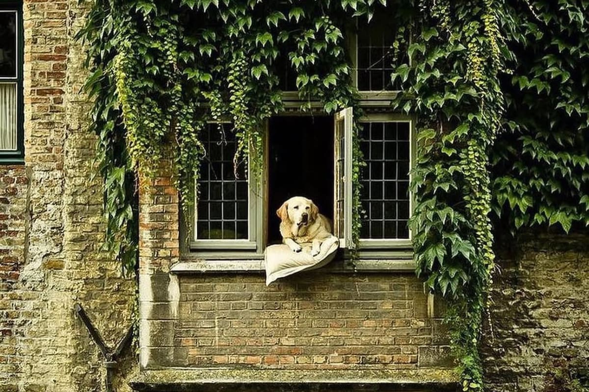 Fidéle, el perro que se volvió famoso por dormir en un balcón de Bélgica