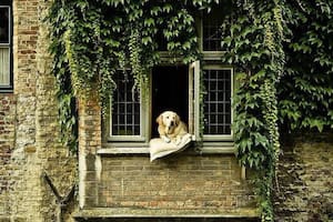 Quién era Fidéle, el perro más fotografiado de Bélgica que se hizo famoso desde su balcón