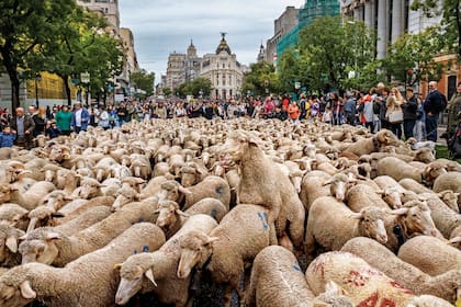 FIESTA DE LA TRASHUMANCIA EN MADRID Más de ocho siglos tiene la tradición de arrear ovejas por los caminos de la trashumancia. La defensa de los antiguos pastizales y los derechos de migración, hoy afectados por la expansión urbana y las prácticas agrícolas actuales, es la razón misma del movimiento de rebaños en tierras españolas que busca concientizar. Con el comienzo del otoño tiene lugar la suelta controlada de ovejas en el centro de Madrid. La Puerta del Sol y las históricas calles Mayor y de Alcalá son tomadas por innumerables vellones que llegan hasta la Cibeles. Los pastores pagan a las autoridades el valor simbólico de 50 maravedís (antigua moneda española equivalente a diez céntimos de euros) por cada millar de ovejas que puedan transitar por donde discurría la Cañada Real.