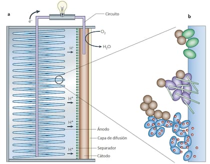 Figura 2. Esquema de una celda de combustible microbiana. a) La celda contiene un ánodo de fibra de grafito en forma de cepillo cuya superficie está tapizada de colonias de electrobacterias (ver el esquema b) y un cátodo de carbono recubierto con un catalizador. Se coloca una capa selladora, generalmente de politetrafluoroetileno, para reducir las fugas de agua, y a veces se coloca un separador (o membrana de intercambio iónico) entre los electrodos para permitir la transferencia de carga. El O2 se reduce a H2O mediante la combinación de los electrones del circuito y los protones del agua. b) Diferentes tipos de microorganismos en una biopelícula anódica, incluidos los exoelectrógenos que transfieren electrones por contacto directo (verde), producen nanocables (violeta) y utilizan mediadores endógenos (azul). También puede haber otras bacterias no exoelectrogénicas (marrones) que viven de los productos producidos por otras bacterias o que posiblemente utilizan mediadores o nanocables producidos por otros microorganismos. Modificado a partir de un original de B.E. Logan