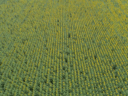 Fijó como umbral la disponibilidad de 90 a 100 kilos de nitrógeno por hectárea para tener posibilidades de obtener una respuesta económica a la fertilización