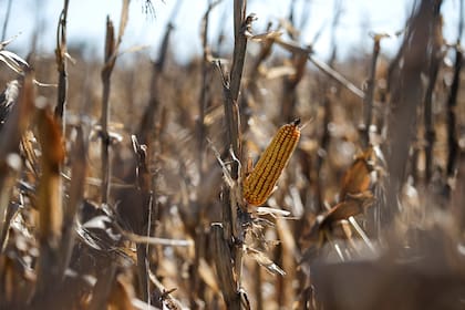 FILE PHOTO: Corn plants are seen in a farm in Lujan, on the outskirts of Buenos Aires, Argentina August 2, 2019. REUTERS/Agustin Marcarian/File Photo