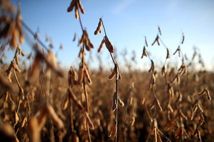 FILE PHOTO: Grain is loaded aboard ships on a port on the Parana river near Rosario, Argentina, January 31, 2017. Picture taken January 31, 2017. REUTERS/Marcos Brindicci/File Photo
Exportacion granos rosario soja agro campo