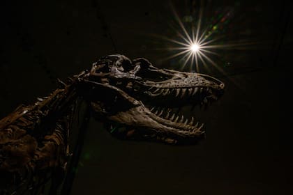 En esta foto tomada el 5 de julio de 2022, se presenta un esqueleto de Gorgosaurus en Sotheby's en Nueva York. El primer esqueleto de un dinosaurio Gorgosaurus en ser subastado se vendió por 6,1 millones de dólares en Nueva York el 28 de julio de 2022.