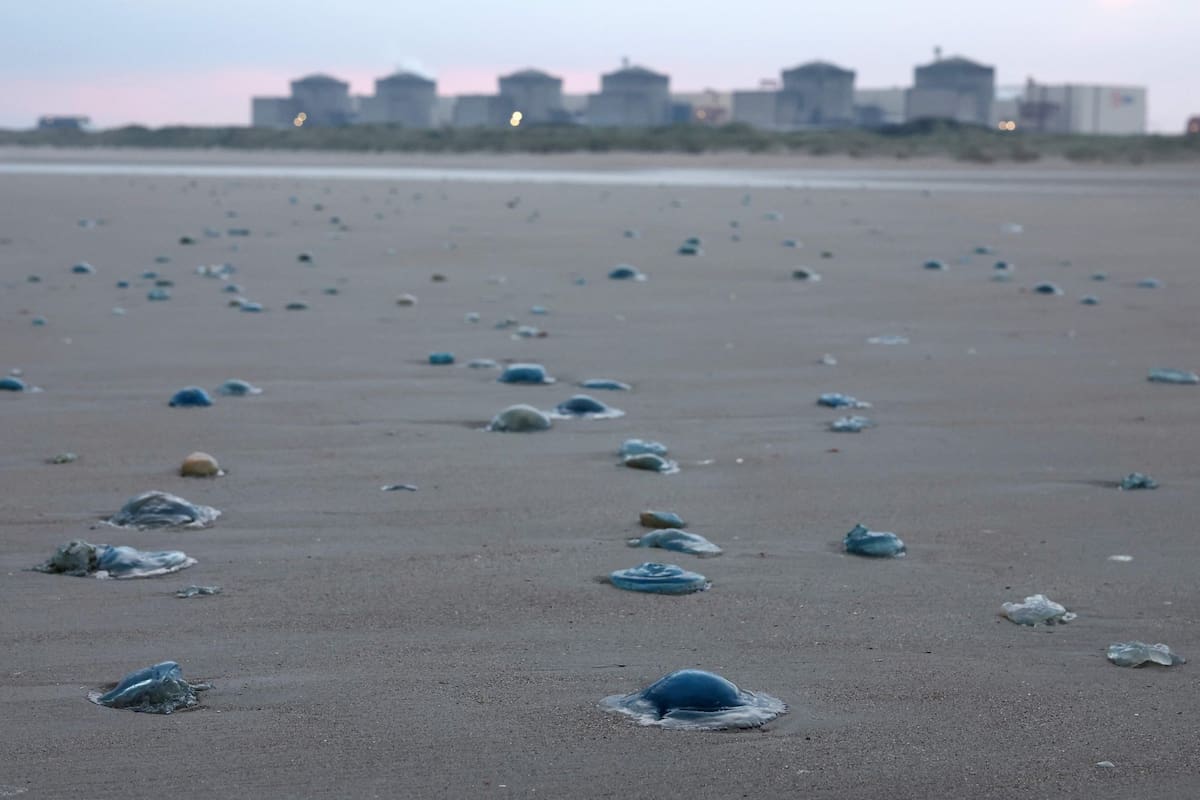 (FILES) Jellyfish lay on the shore near the Gravelines nuclear power plant in Gravelines, northern France on August 12, 2025. A massive influx of jellyfish into the seawater pumping stations at the Gravelines nuclear power plant (Nord) forced EDF on August 10, 2026 to shut down three of its reactors, the group announced on its website on August 11, 2026. (Photo by Sameer AL-DOUMY / AFP)