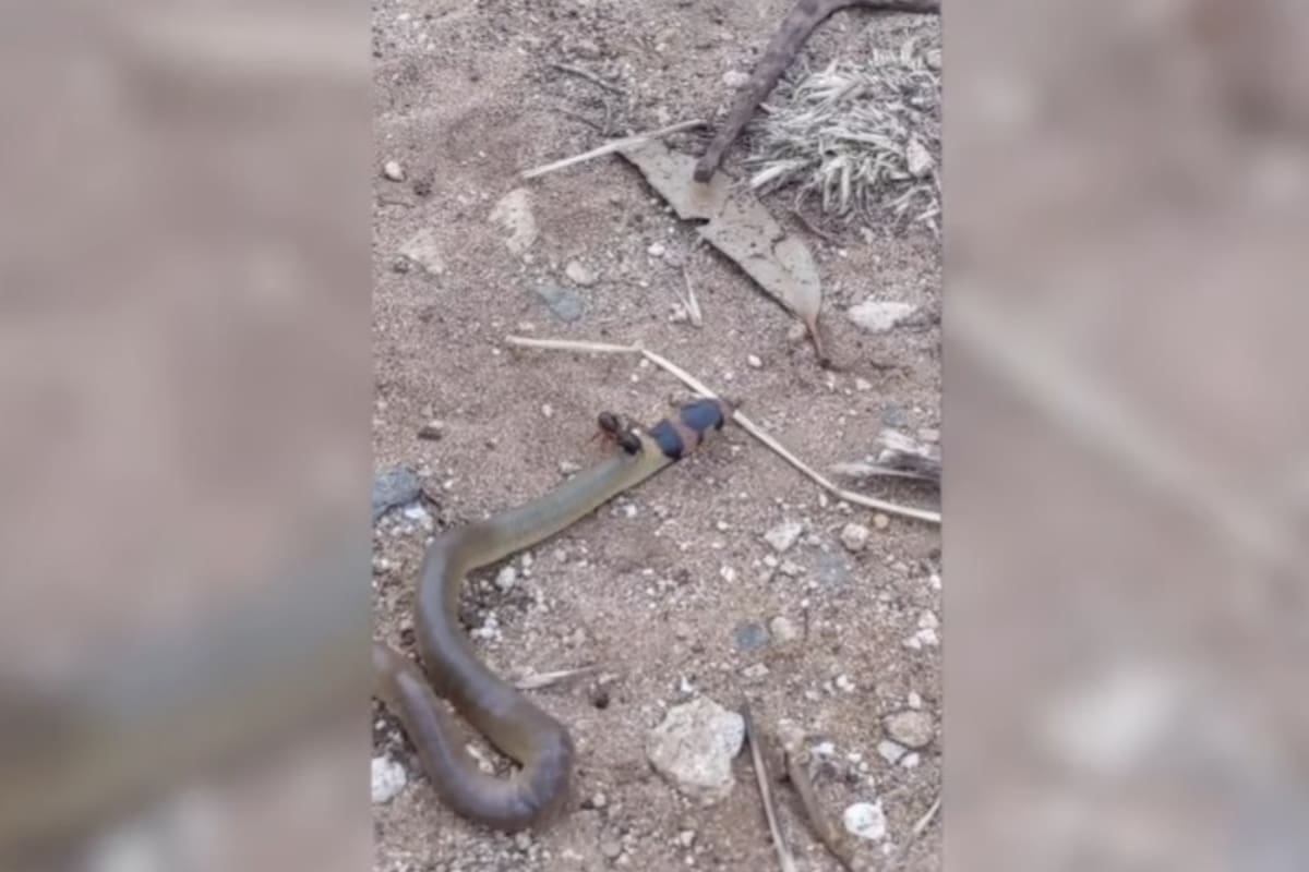 Filmaron una extraña lucha entre una hormiga y una cría de serpiente en Australia del Sur