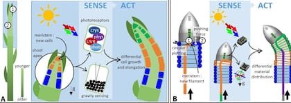 Filobot funciona como un gusano capaz de extender su cuerpo con una impresora 3D en su cabeza, imitando la manera en que una planta extiende su cuerpo creciendo en cierta dirección
