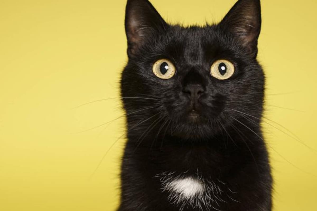 Filosofía felina, un libro de de John Gray, donde reflexiona sobre qué podemos aprender de los gatos