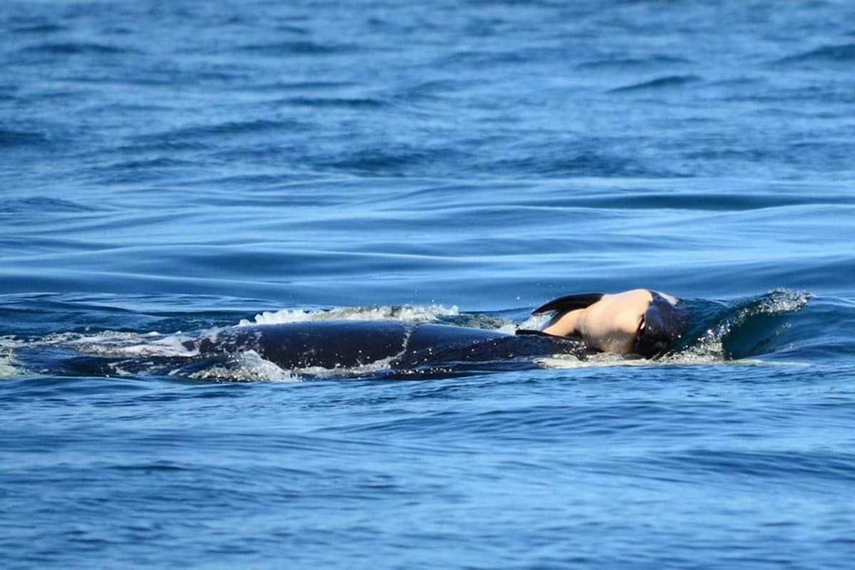 Finalmente, la orca terminó el duelo de 17 días y se despidió de cría