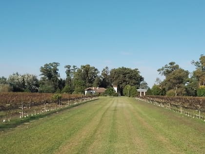 Finca Don Atilio y sus viñedos