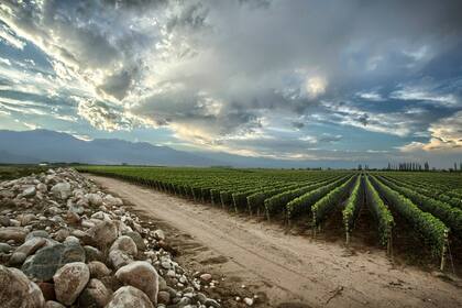 Finca Piedra Infinita, en Paraje Altamira, de donde proviene el vino con puntaje perfecto: el nombre de la finca es por la gran cantidad de piedras que hay allí