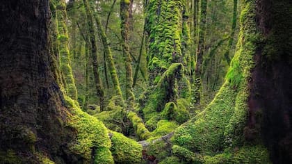 Fiordland, en la Isla Sur de Nueva Zelanda, fue elegido para representar algunas de las partes más salvajes de la Tierra Media.