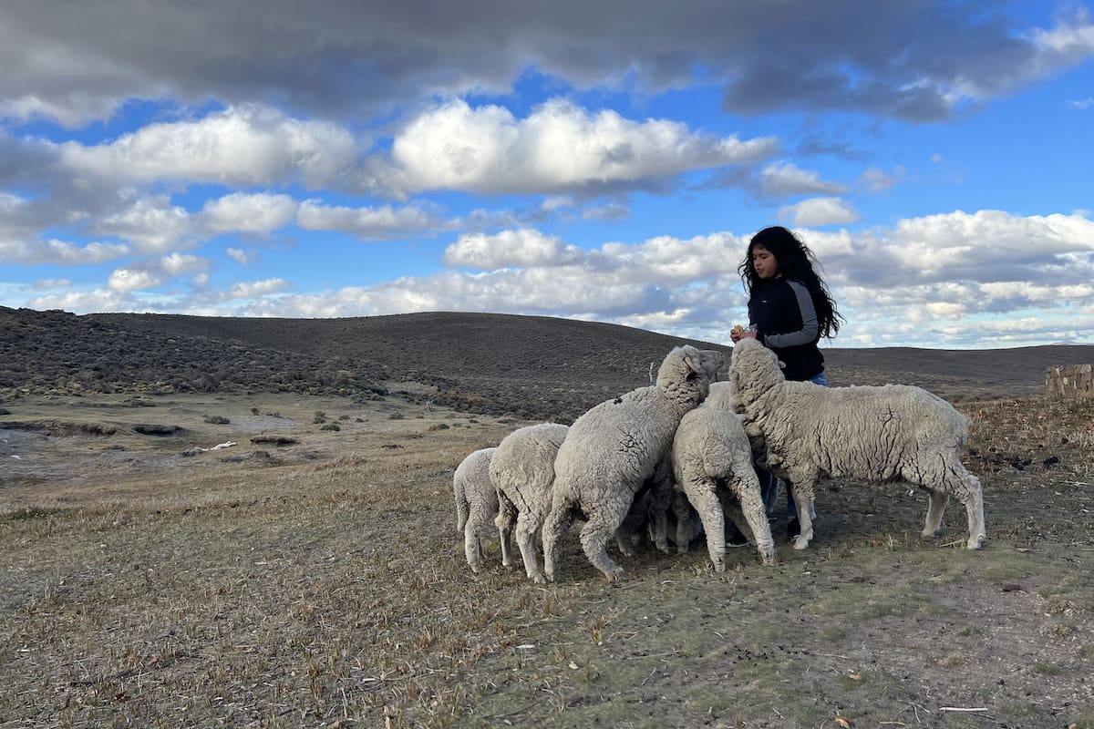 Fiorela Marifilo le da de comer a las ovejas en el campo de sus abuelos en Traquetrén, en Chubut