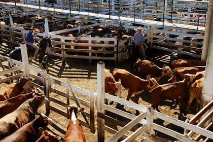 Se pagaron hasta $60 por kilo de vaquillonas y $58 por novillitos