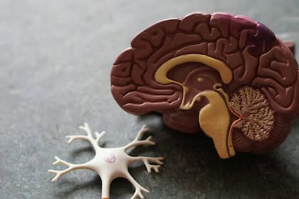 Físicamente, la corteza prefrontal o lóbulo frontal se encuentra en la corteza cerebral que es la parte superior del cerebro. El sistema límbico se ubica hacia el centro del cerebro e incluye las estructuras inferiores del mesencéfalo