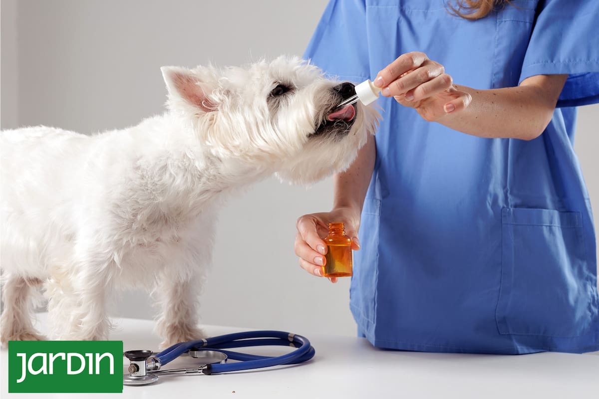 Fitoterapia veterinaria: cómo las plantas pueden ayudar a tratar enfermedades en mascotas
