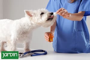 Fitoterapia veterinaria: cómo las plantas pueden ayudar a tratar enfermedades en mascotas