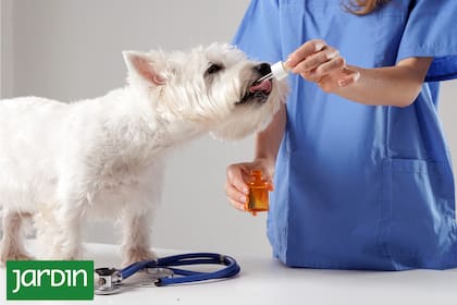 Fitoterapia veterinaria: cómo las plantas pueden ayudar a tratar enfermedades en mascotas