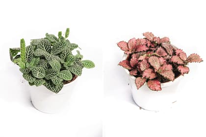 Fittonia albivenis (izquierda) y Fittonia albivenis CV. 'Pink Star' (derecha). Es una herbácea originaria de las selvas tropicales de Sudamérica. Necesitan un ambiente cálido y muy húmedo.