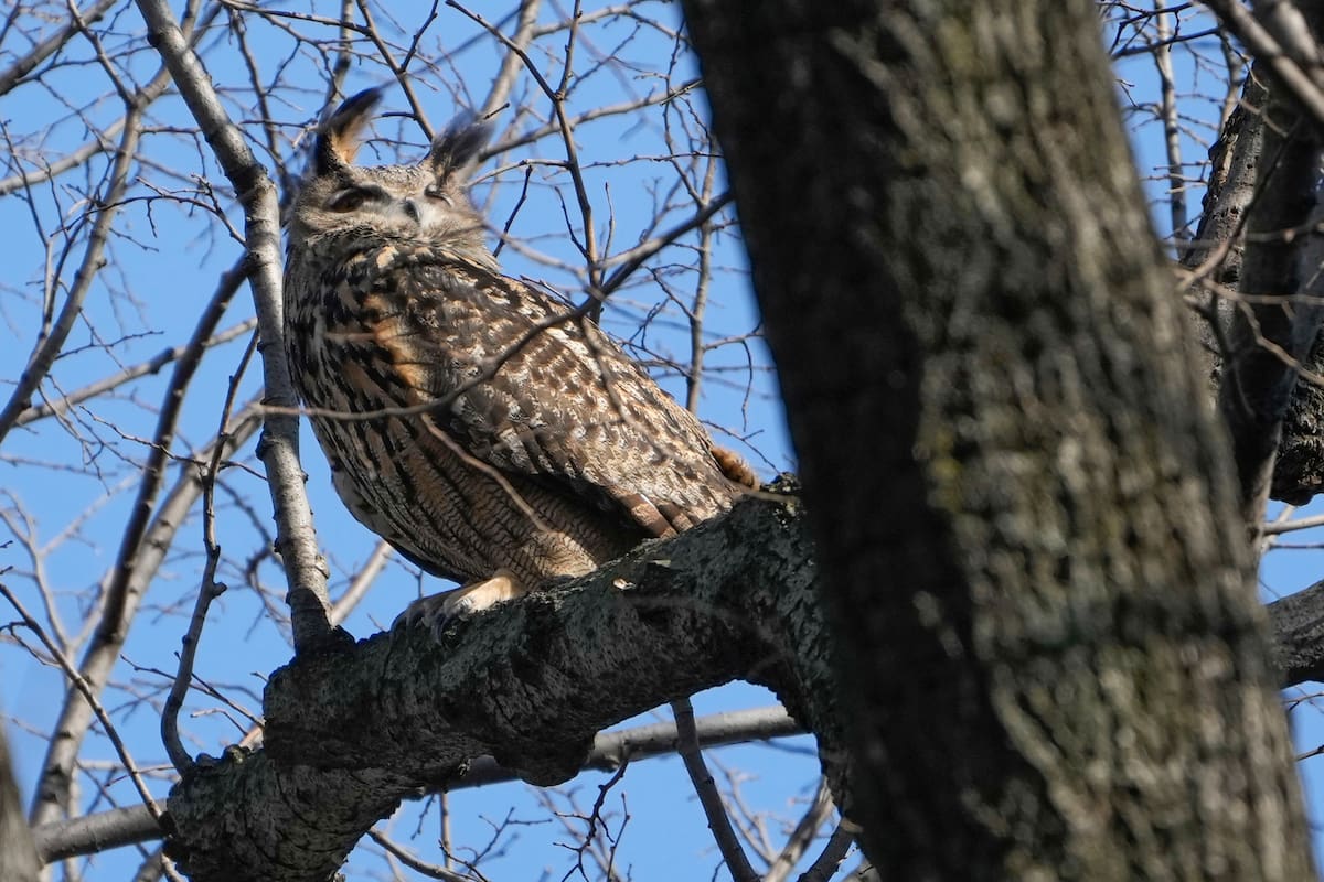 Flaco, el búho del Central Park que toda Nueva York amaba