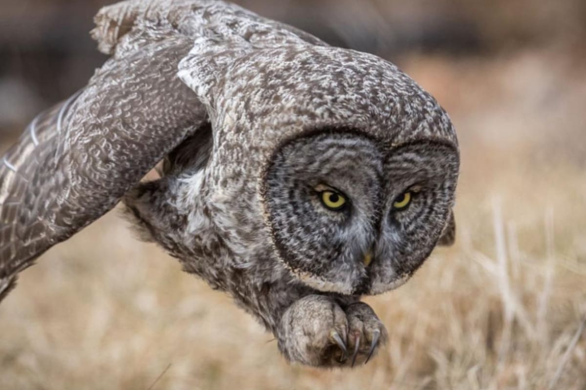 Flaco, el búho real, especie proveniente de Eurasia, que se escapó del Zoológico de Central Park