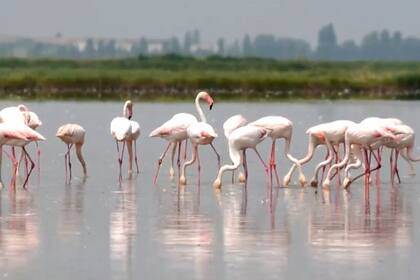 Flamencos causan estragos en los cultivos de arroz para risotto en el noreste de Italia