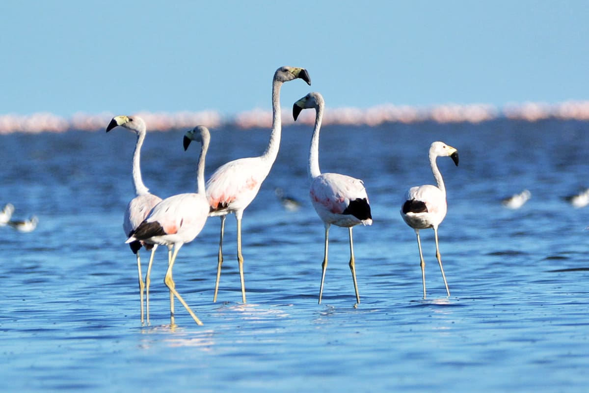 Flamencos en la laguna de Mar Chiquita o Mar de Ansenuza, al noreste de Córdoba