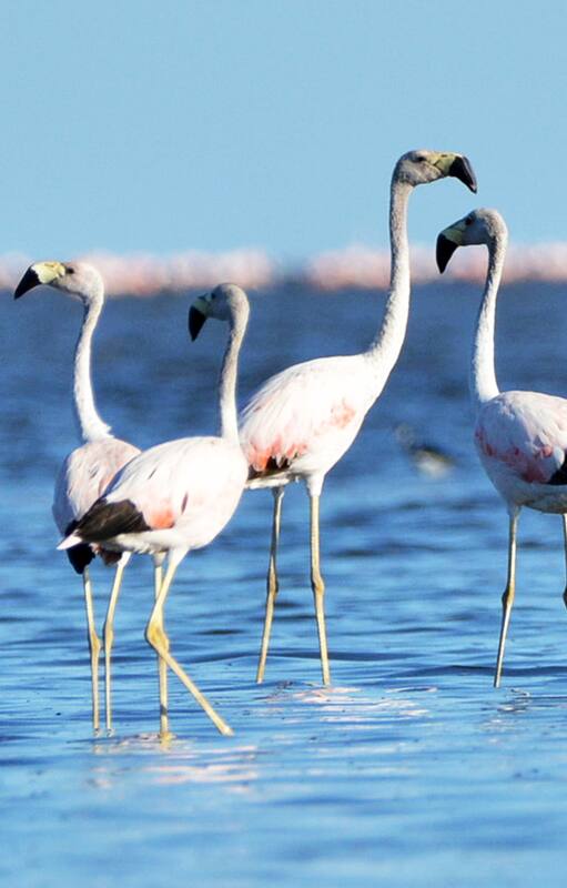 Flamencos en la laguna de Mar Chiquita o Mar de Ansenuza, al noreste de Córdoba