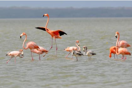 Flamencos rosados durante un recorrido de avistamiento en Laguna Grande (Foto:Róbinson Galindo - Parques Nacionales Naturales)