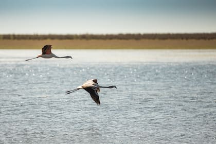 Flamencos sobre las lagunas de La Pelada.