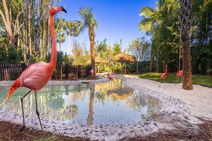 Flamingo Point, una de las opciones dentro de las visitas que ofrecen