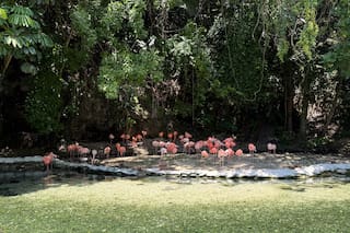 Zoológico de República Dominicana acoge animales confiscados