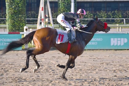 Fletcher ganó las últimas tres veces que compitió sobre arena; es el favorito de la Polla de Potrillos 2026
