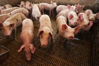 Los desafíos de los productores de carne de cerdo en la nueva normalidad