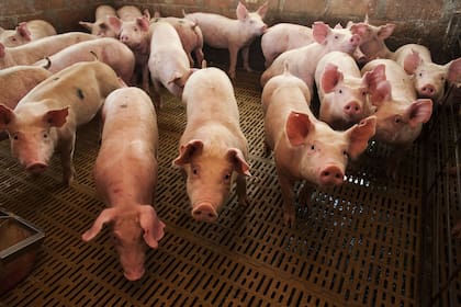 Crece la producción porcina en el país