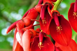 Flor de ceibo