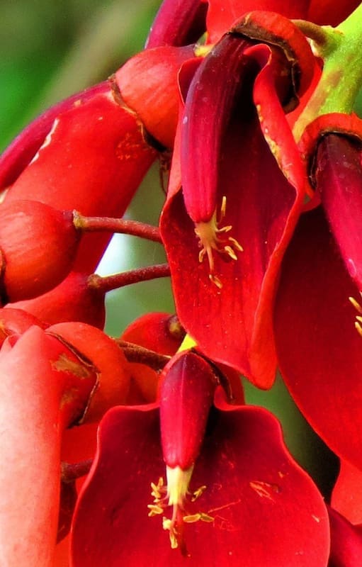 Flor de ceibo