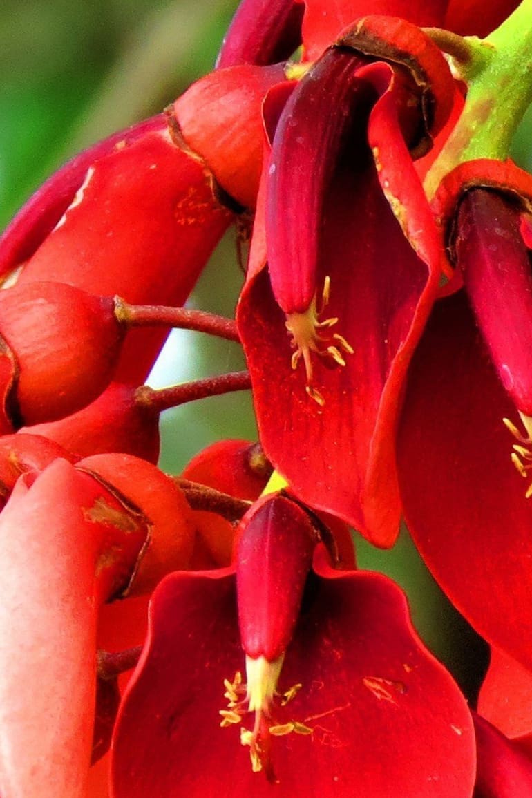 Flor de ceibo