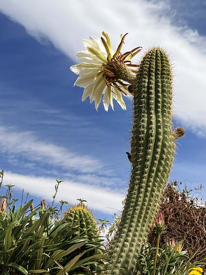 Flor de cardón