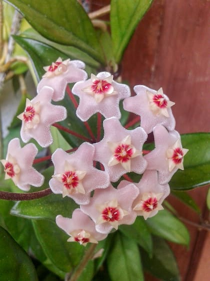 Flor de cera o de porcelana, solían decirles las abuelas.