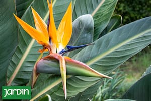 Flor de pájaro o ave del paraíso, ícono vegetal de casas de diseño