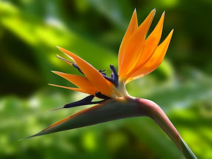 Flor de pájaro o ave del paraíso, la bellísima flor apta para cultivar en patios oscuros