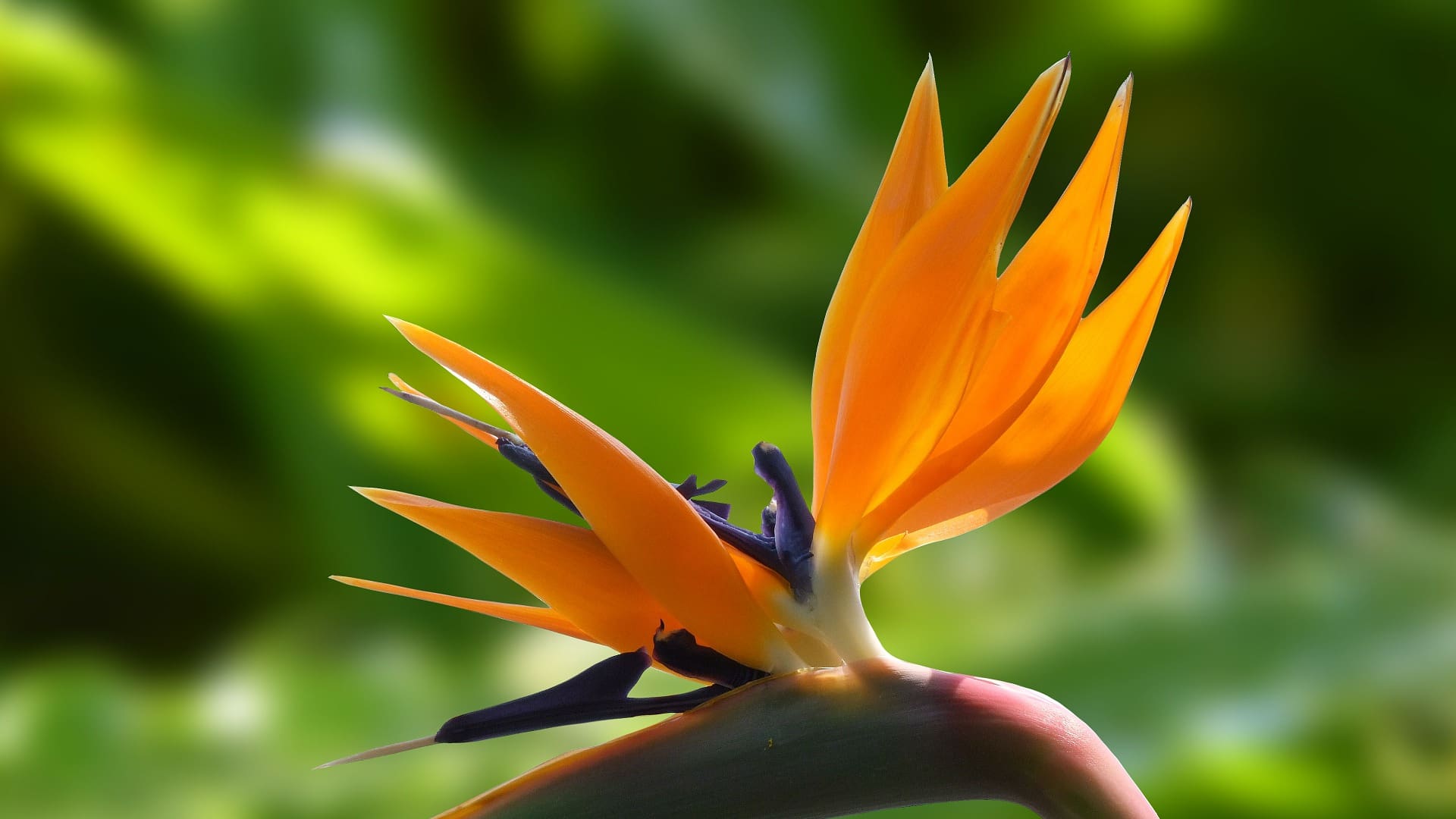 Strelitzias, las nuevas protagonistas de la decoración con plantas.