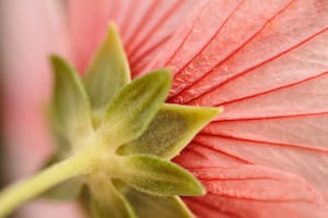 Flor de Pavonia hastata.