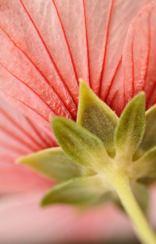 Flor de Pavonia hastata.